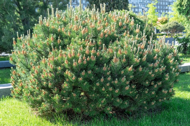 Foto giovani rami piante sempreverdi di pino di montagna arbusto conifero nano verde di forma sferica