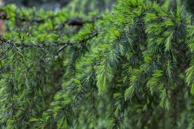 Young bright green needles of Himalayan cedar Cedrus Deodara Deodar growing on embankment of resort town of Adler Closeup Black Sea Blurred background S