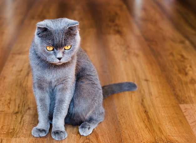 Young british cat on the floor