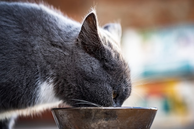 Young British grey cat drinking water