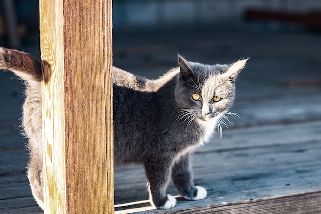 Фото Молодой британский серый кот гуляет во дворе
