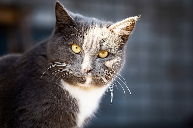 写真 若いイギリスの灰色の猫は庭を歩く