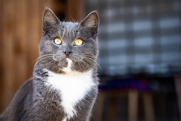 写真 若いイギリスの灰色の猫は庭を歩く