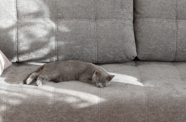 Photo young british shorthair cat sleeping on a grey couch. sunlight from the window creates a shadow on the sofa.