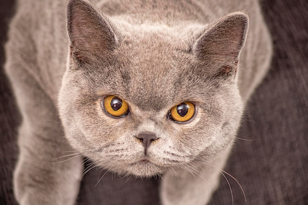 young British shorthair cat with gray color and brown eyes looking at the camera