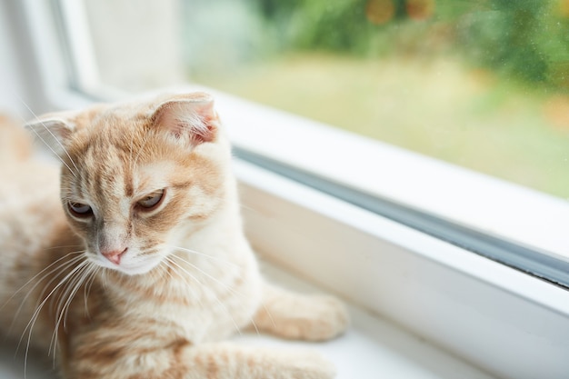 Young British Shorthair striped red cat lies on a windowsill at home, Domestic pet, looks at the camera