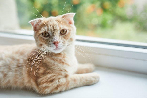 若いブリティッシュショートヘアの縞模様の赤い猫が自宅の窓辺に横たわっている、国内のペット、カメラを見る