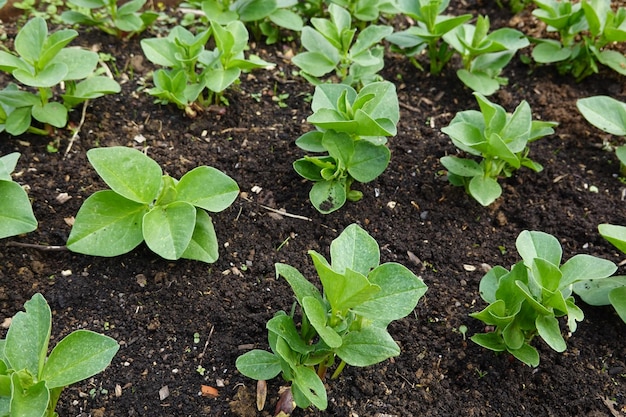 young broad bean plants growing in the urban vegetable garden broad bean leaves