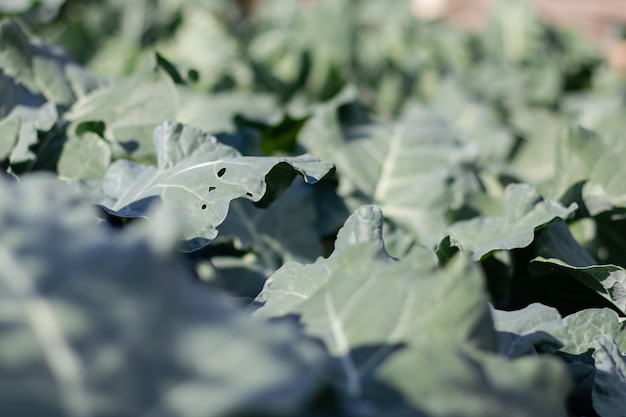 Young broccoli in the garden bed Organic broccoli vegetables growing Close up