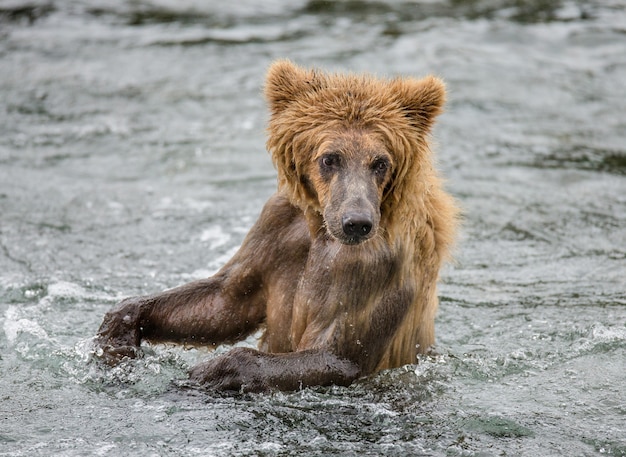 Young brown bear is standing on hind paws in the water in the river. USA. Alaska. Katmai National Park.