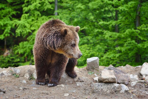 Young brown bear in the summer forest