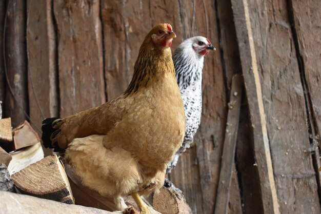 Young Brown Chicken