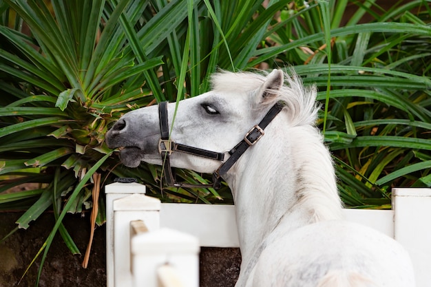 若い茶色の馬は、緑の花壇から花を食べるために柵を通り抜けて楽しんでいます。