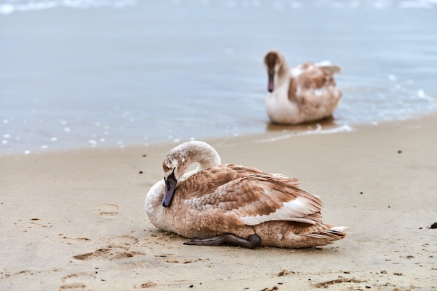 Young brown colored white swan sitting on sand by blue waters of Baltic sea