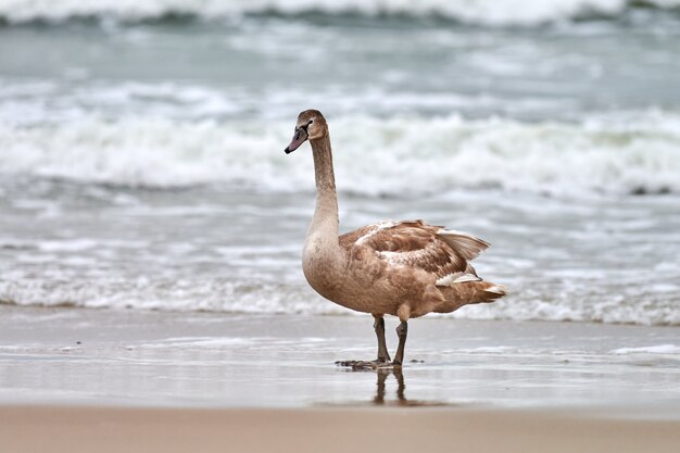 バルト海の青い海を歩く若い茶色の白い白鳥。茶色の羽を持つ白鳥のひよこの高解像度画像を閉じます。コブハクチョウ、ラテン語名Cygnusolor。