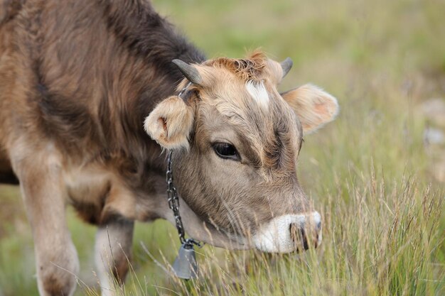 Photo young brown cow in summer meadow