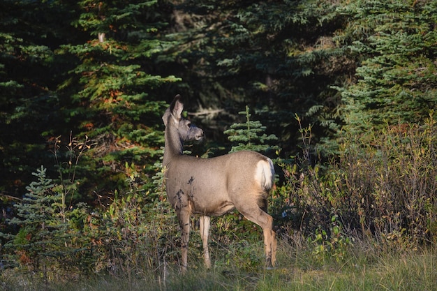 Young brown Deer standing and looking in the forest at national park