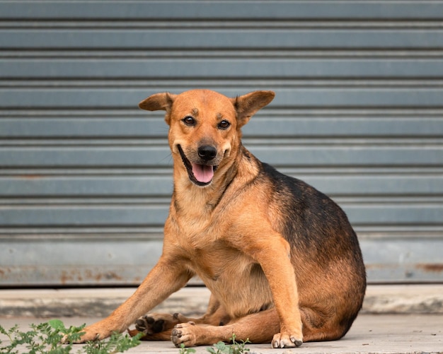 Молодая коричневая домашняя собака сидит и мило смотрит в камеру