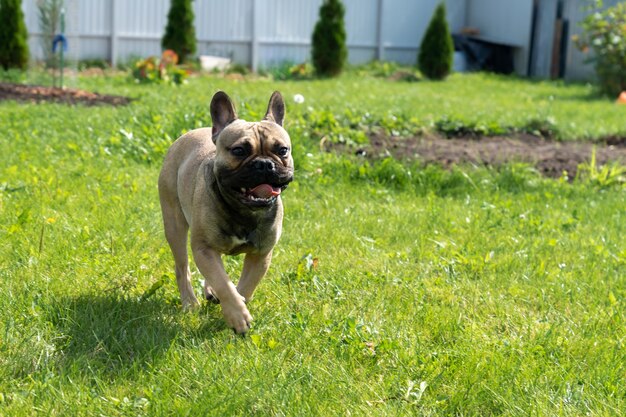 Young brown french boulldog running on a backyard. Pure breed dog outdoors.