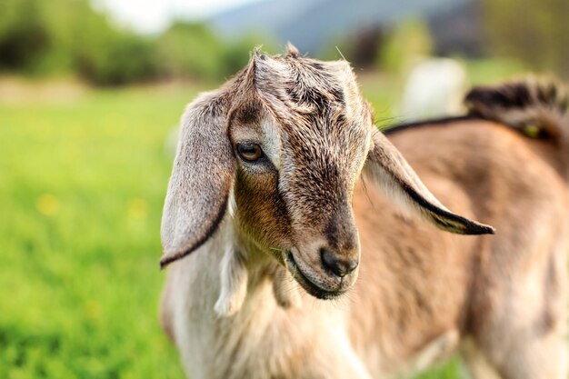 Giovane capretto marrone al pascolo, mangiando fili d'erba.