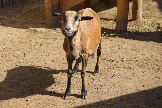 Young brown goat standing on ground