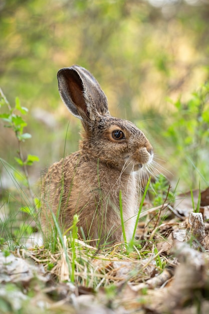 Young brown hare sitting in grass in spring nature