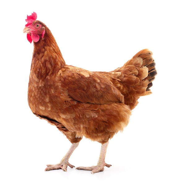 young brown hen isolated on white background
