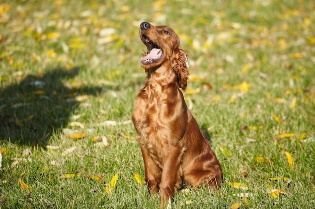 Young brown Irish setter puppy on a green lawn