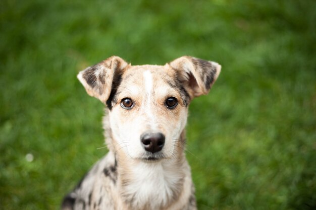 広大な庭の芝生の上に横たわっている若い茶色のミックス犬