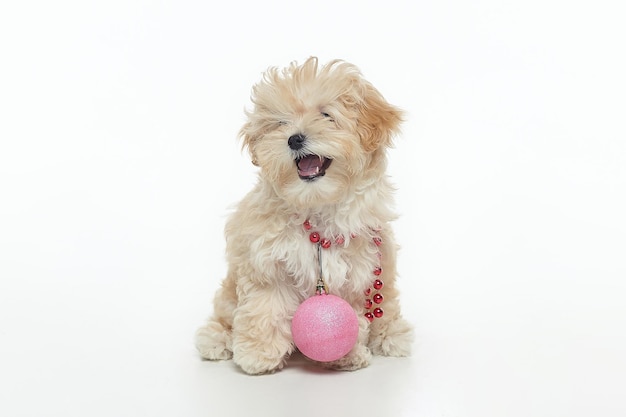 Young brown puppy with a Christmas ball hanging around its neck