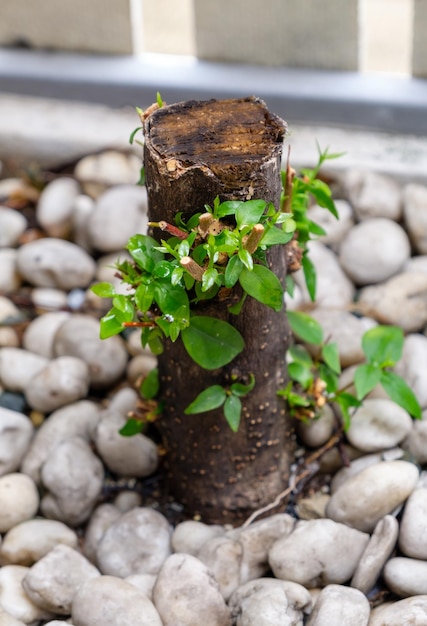 The young bud is growing from the stump after the rain