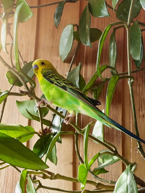 young budgie sitting on the branch of a plant