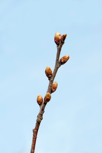 Young buds of a cherry tree on a branch against a blue sky.