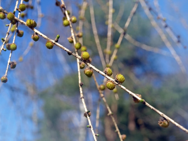 Young buds of a larch tree on a blue background