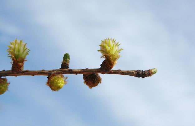 Young buds of a larch tree on a blue background