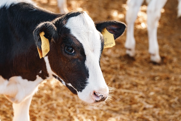 Young bull calf in a stall on a farm