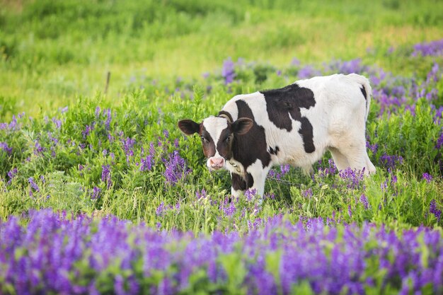 Photo young bull calve grazes on field