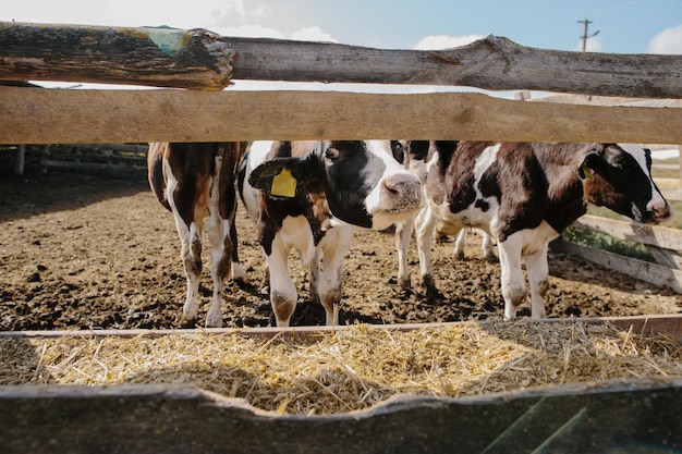 Young bull calves on the farm