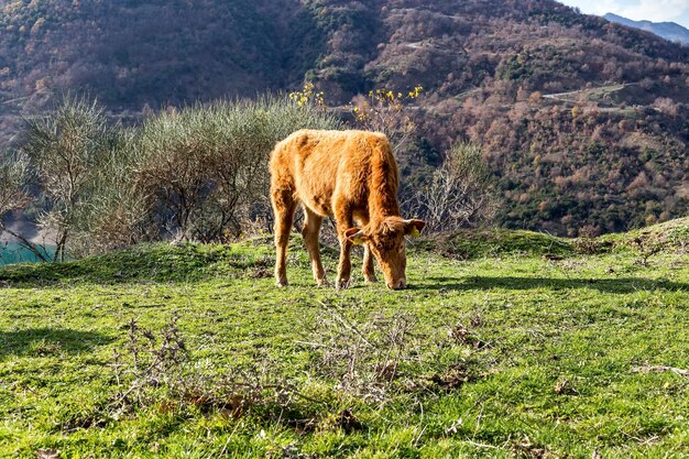 The young bull is grazed on a mountain meadow near the lake closeup