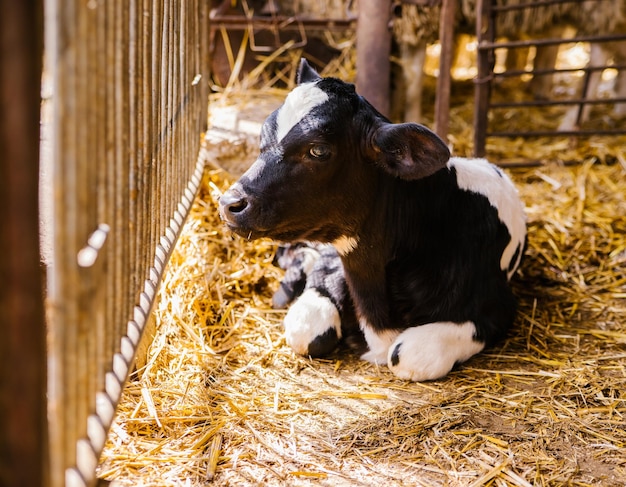 A young bull is lying on the hay in the barn and resting the\
calf is black and white bright sunlight and shadows animal\
husbandry agricultural industry