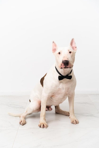 Young bull terrier dog over isolated background