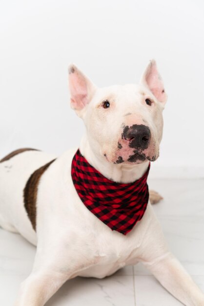 Young bull terrier dog over isolated background