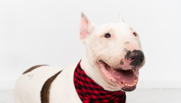 Young bull terrier dog over isolated background