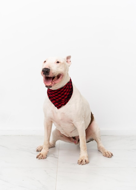 Young bull terrier dog over isolated background