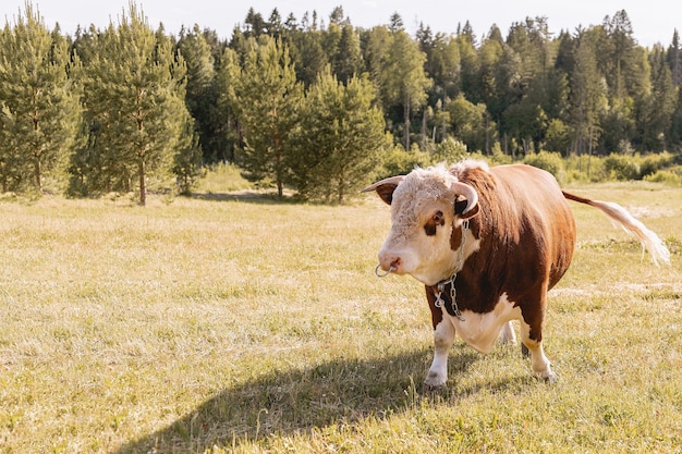 茶色の色の若い雄牛が森を背景に緑の夏の牧草地をかすめる