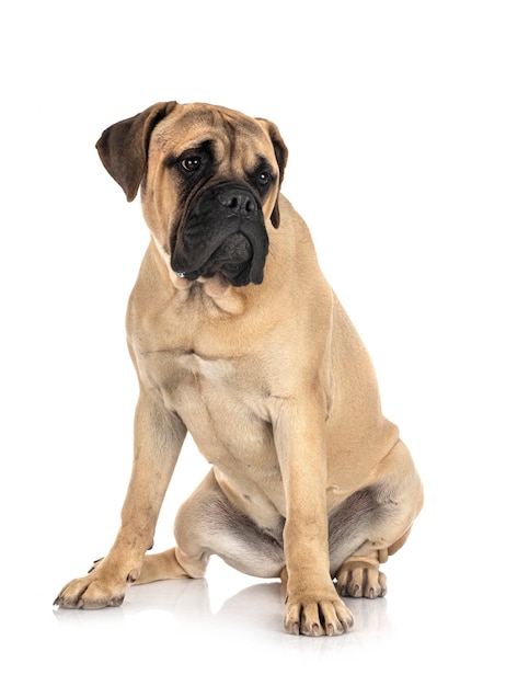 Young bullmastiff dog