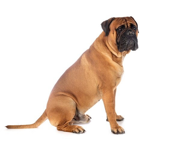 흰색 배경 앞의 젊은 bullmastiff