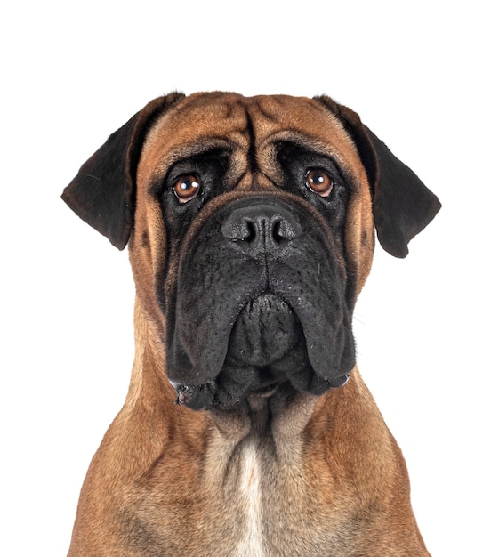 Young bullmastiff in front of white background