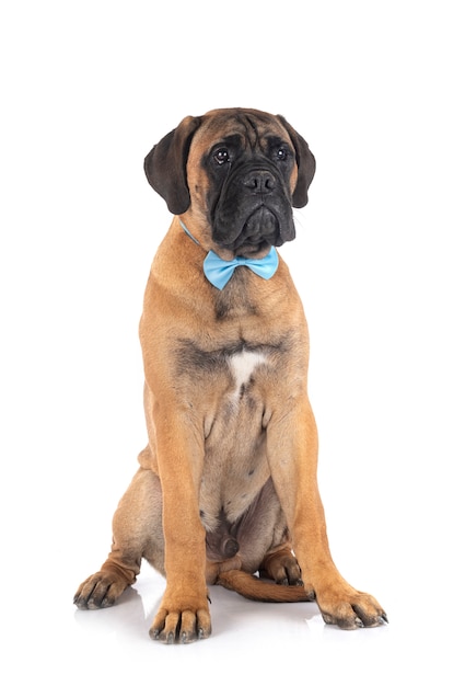 Young bullmastiff in front of white