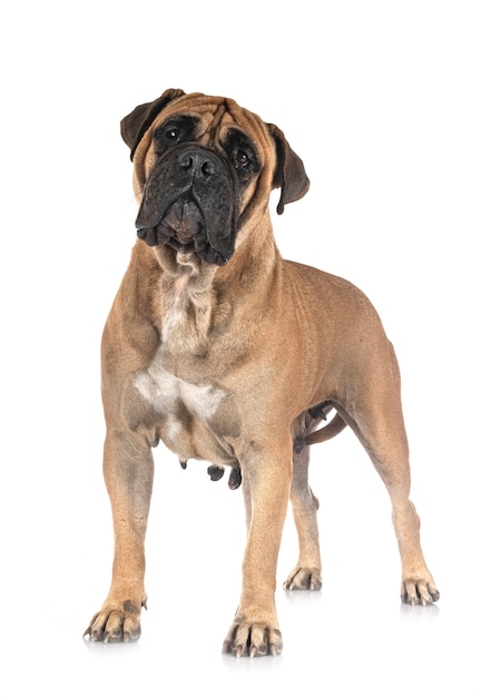 Young bullmastiff in front of white